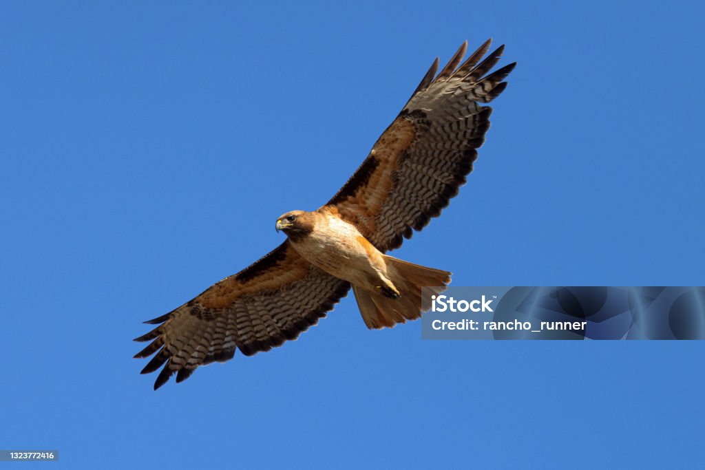 red-tailed hawk flying in beautiful light , seen in the wild in  North California Red-tailed Hawk Stock Photo
