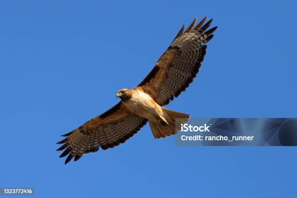 Redtailed Hawk Flying In Beautiful Light Seen In The Wild In North California Stock Photo - Download Image Now