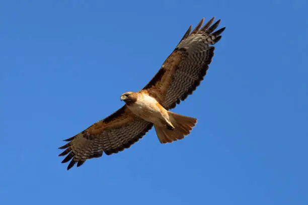 Photo of red-tailed hawk flying in beautiful light , seen in the wild in  North California