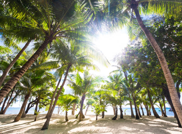 istock Managaha island, Saipan Palm Coconut tree forest on a beach in paradise 1323773165