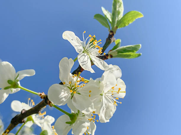 istock branch of a blossoming apple tree against the sky, selective focus, copy space 1323773621