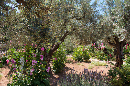 Olive trees in Gethsemane garden, the place where Jesus was betrayed. Jerusalem, Israel