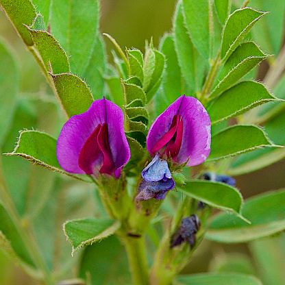 Two purple flowers of the Common Vetch (Vicia sativa) growing in central Chile. Originally from Europe and the near-east, this member of the pea family has been cultivated all over the world for its nitrogen-fixing ability leading to its use as a green manure. It has now become an invasive weed in many parts of the world.