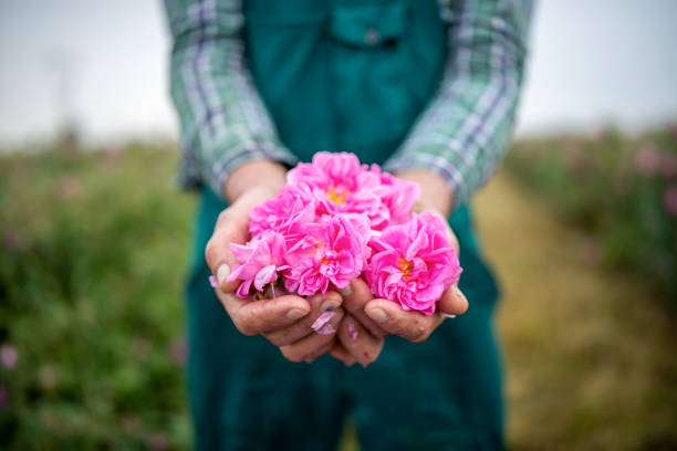 Unrecognisable person holding roses