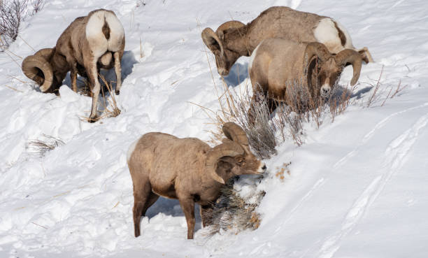 イエローストーン国立公園の茂みに餌を与えるビッグホーンラムの群れの冬のショット - bighorn sheep ram sheep winter ストックフォトと画像