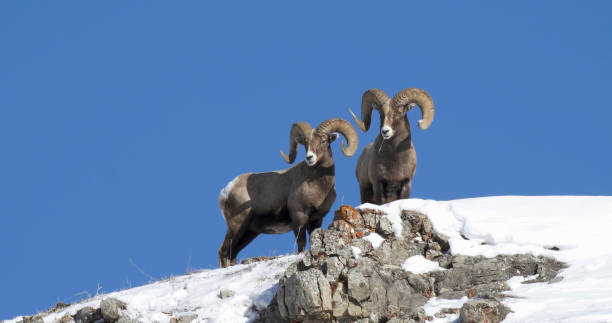 niedriger winkelschuss von zwei bighorn widdern auf einem hügel am yellowstone - bighorn sheep stock-fotos und bilder