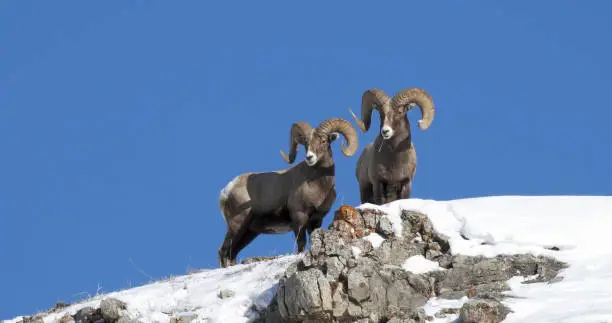 winter low angle shot of two bighorn rams on a snow covered hill at yellowstone national park in wyoming, usa