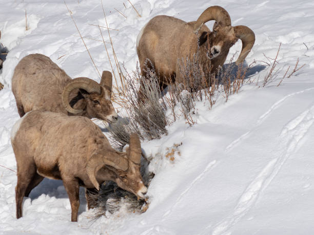 イエローストーン国立公園で冬の間に茂みを食べている3つのビッグホーンラムの群れのクローズショット - bighorn sheep ram sheep winter ストックフォトと画像
