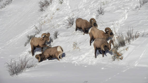 イエローストーンの5つのビッグホーンラムの群れの冬のショット - bighorn sheep ram sheep winter ストックフォトと画像
