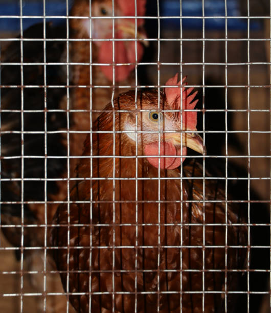 brązowa kura w klatce - garden fence flash zdjęcia i obrazy z banku zdjęć