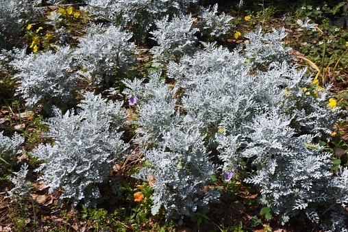 Dusty miller leaves. Asteraceae evergreen perennial plant.