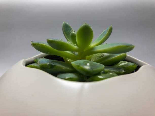 istock a small succulent plant in a white round pot 1323779874