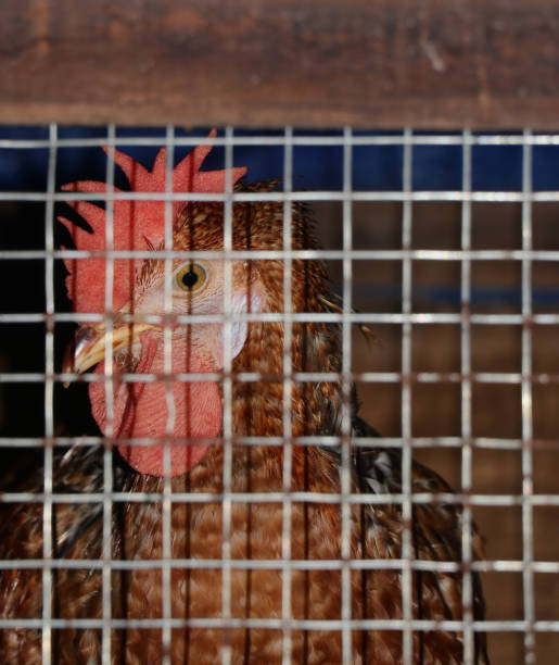 brown hen in a cage - white meat flash imagens e fotografias de stock