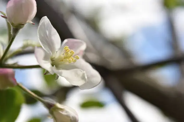 An apple blossom in the sunlight.