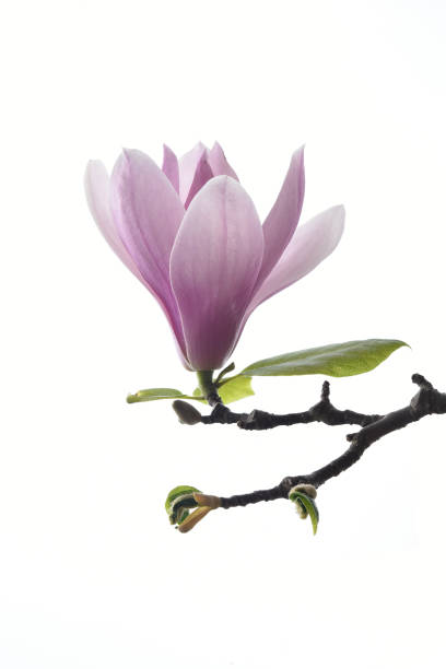 single magnolia tree blossom - plant white magnolia tulip tree imagens e fotografias de stock