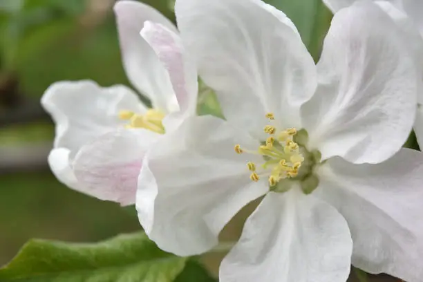An very intricate macro image of an apple blossom.