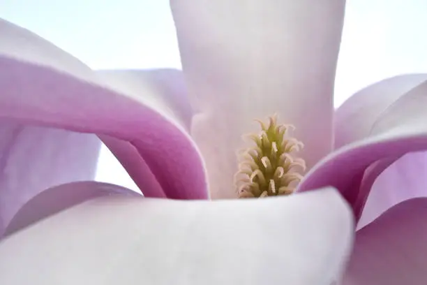 An image of the interior of a magnolia tree blossom including the stigmas. Additionally it kind of looks like a little Christmas tree.