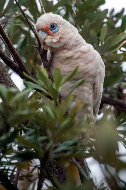 Australian native subspecies of the cockatoo feeding on seeds from gum nuts