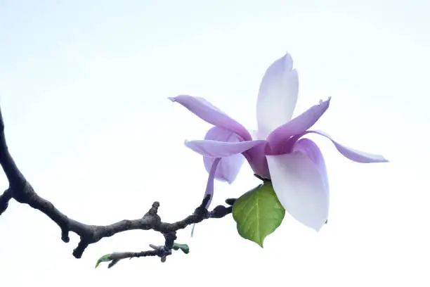 A single magnolia tree blossom upon a white background.