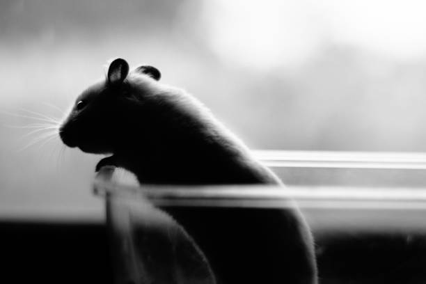istock Golden hamster silhouette photo 1323781771