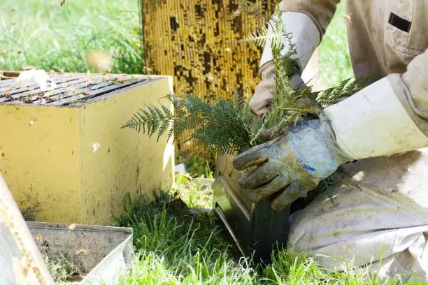 Photo of Beekeeper Filling Hive Feeder from Beehive with Bracken in Springtime