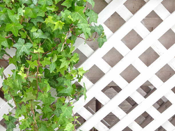 istock Ivy and white wooden trellis, copy space, selective focus 1323783723