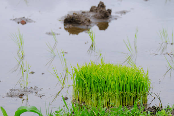 Image of rice planting seeds
