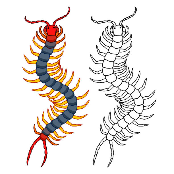 ilustrações, clipart, desenhos animados e ícones de scolopendra decorativa, inseto venenoso perigoso, predador - centipede poisonous organism toxic substance insect