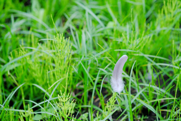 Bird wings standing in the grass