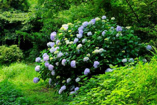 istock Hydrangea flowers blooming in the forest 1323784390