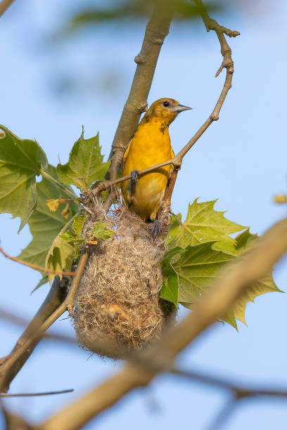 istock Female Baltimore Oriole 1323784651