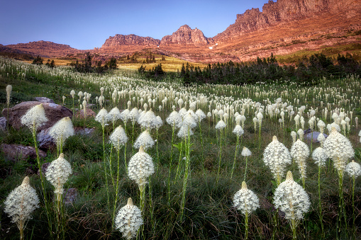 Beargrass is in the lily family and can reach heights of up to 3 feet. This meadow which was in bloom off of the Highline Trail extended all the way into the foot of the towering peaks above and dressed them well on this early August hike.