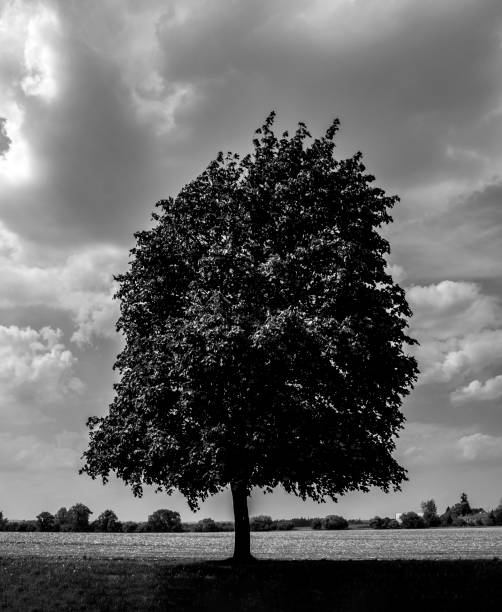 istock Black and white Single large oak tree in the farm 1323785415