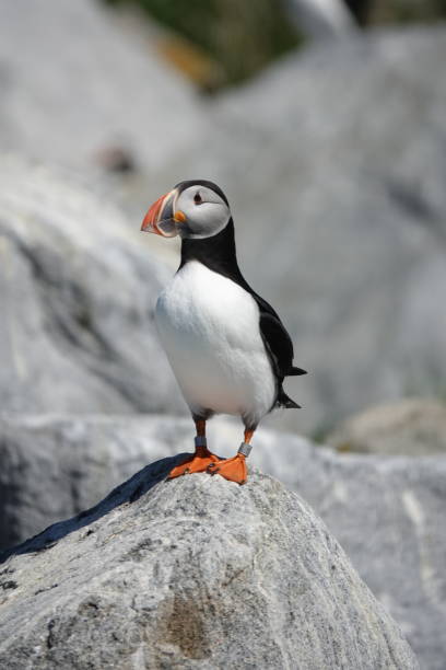 istock Atlantic puffin on a rock in Maine 1323785624