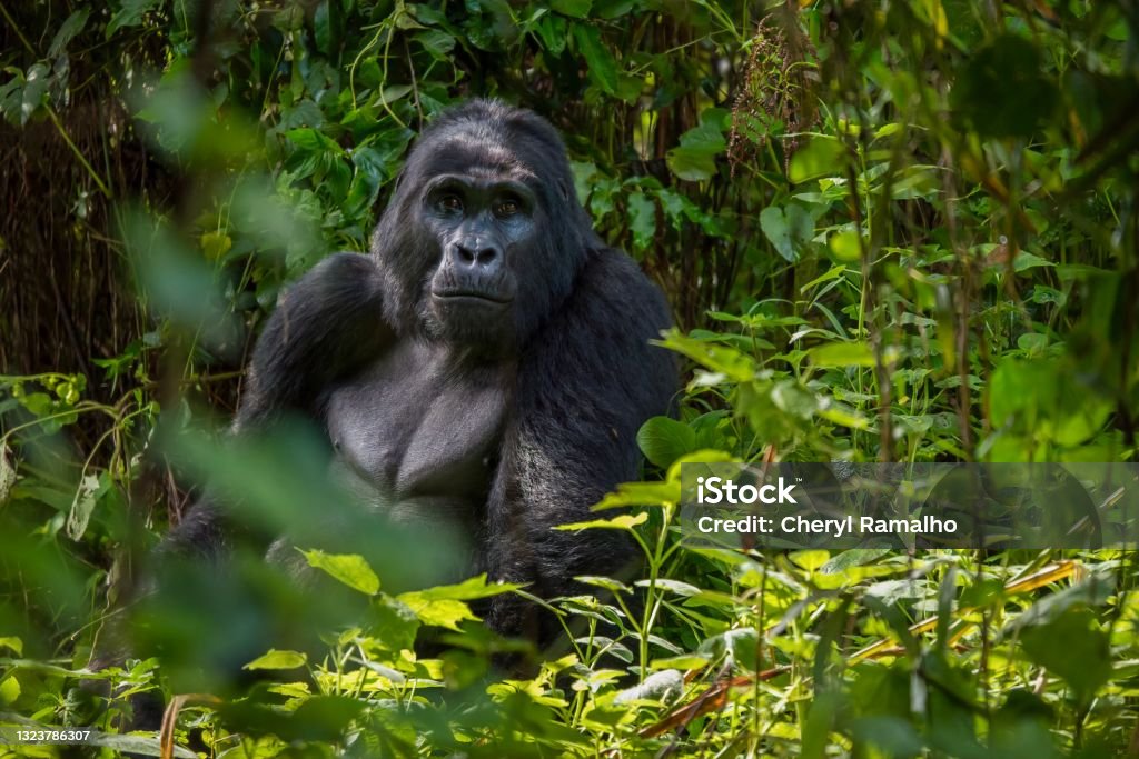 A silverback mountain gorilla (Gorilla beringei beringei) sits in the dense foliage of his natural habitat in Bwindi Impenetrable Forest in Uganda. Portrait of a large male mountain gorilla looking at the camera, with his facial features and upper body clearly visible as he sits in dense green jungle foliage. Gorilla Stock Photo