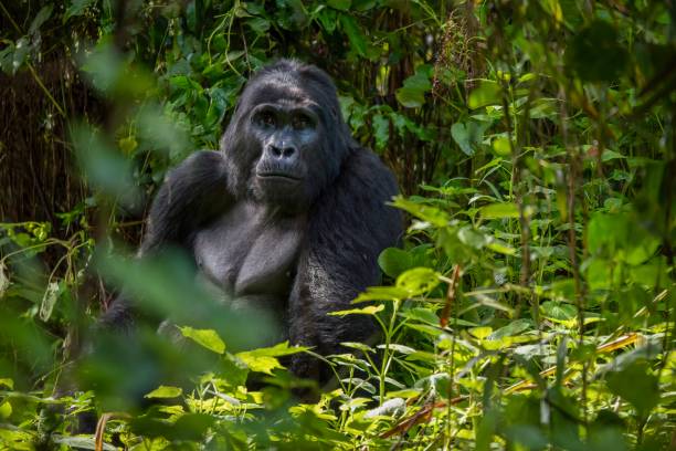 A silverback mountain gorilla (Gorilla beringei beringei) sits in the dense foliage of his natural habitat in Bwindi Impenetrable Forest in Uganda. Portrait of a large male mountain gorilla looking at the camera, with his facial features and upper body clearly visible as he sits in dense green jungle foliage. gorilla photos stock pictures, royalty-free photos & images