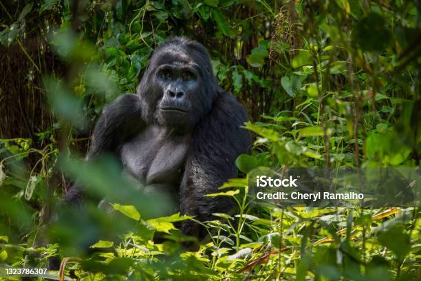 A Silverback Mountain Gorilla Sits In The Dense Foliage Of His Natural Habitat In Bwindi Impenetrable Forest In Uganda Stock Photo - Download Image Now