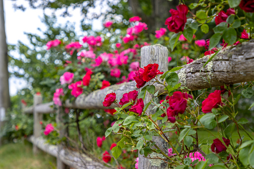 Pink and red rose bushes growing on a natural wooden fence in a garden in Cape Cod, Massachusetts.