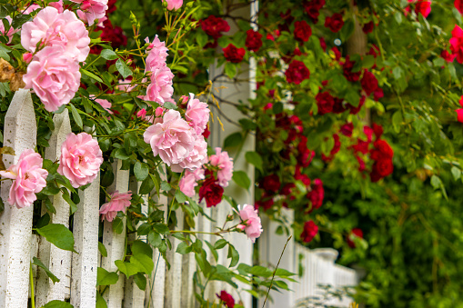 Pink and red roses growing in a garden on a white picket fence on Cape Cod, Massachusetts.