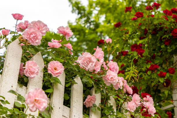 istock Roses growing on white picket fence in garden 1323788921