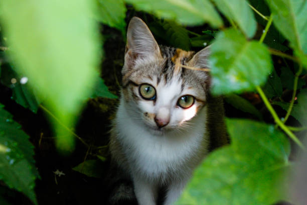 cute Thai kitten