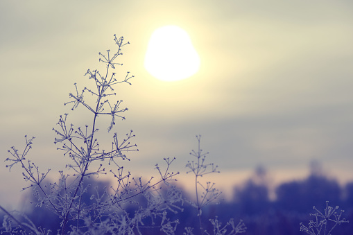 Close-up of dry winter plant. sunset, nostalgic calming natural background, shallow focus, copy space for greeting card