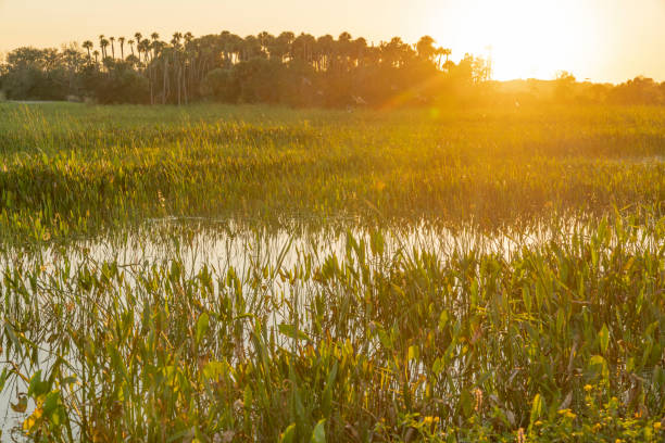 istock Florida wetland, natural landscape. 1323791948