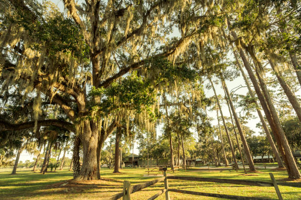 istock Tall old tree in nature park with sunlight evening time 1323791963