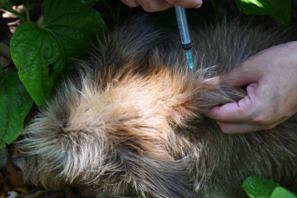 istock The dog was vaccinated by a syringe inserted under the skin 1323792718