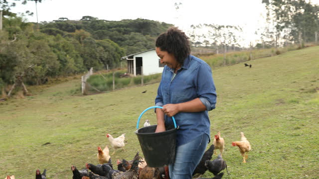 Woman feeding chickens at the field