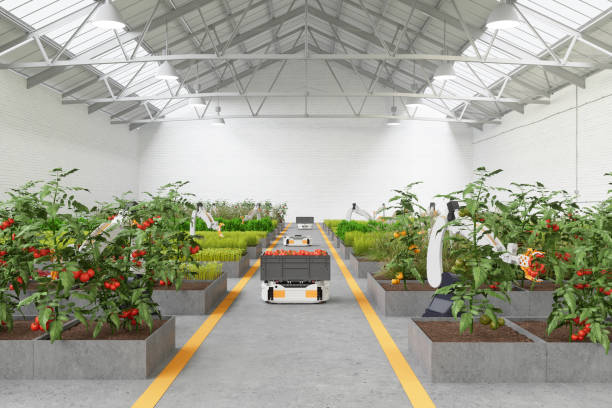 automated agricultural technology with robots picking up tomatoes and watering plants - greenhouse industry tomato agriculture imagens e fotografias de stock