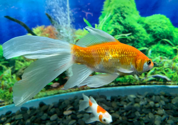 istock Goldfish looks shining in the aquarium 1323798216