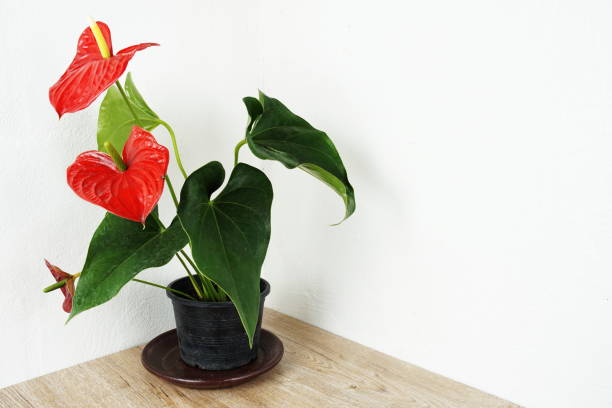 istock Red Anthurium Flower house plant decoration on table and white wall background 1323798232