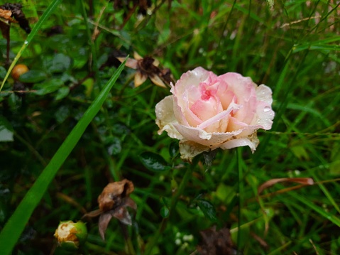Las rosas de jardín son predominantemente rosas híbridas que se cultivan como plantas ornamentales en jardines privados o públicos. Son uno de los grupos de plantas con flores más populares y ampliamente cultivados, especialmente en climas templados photo